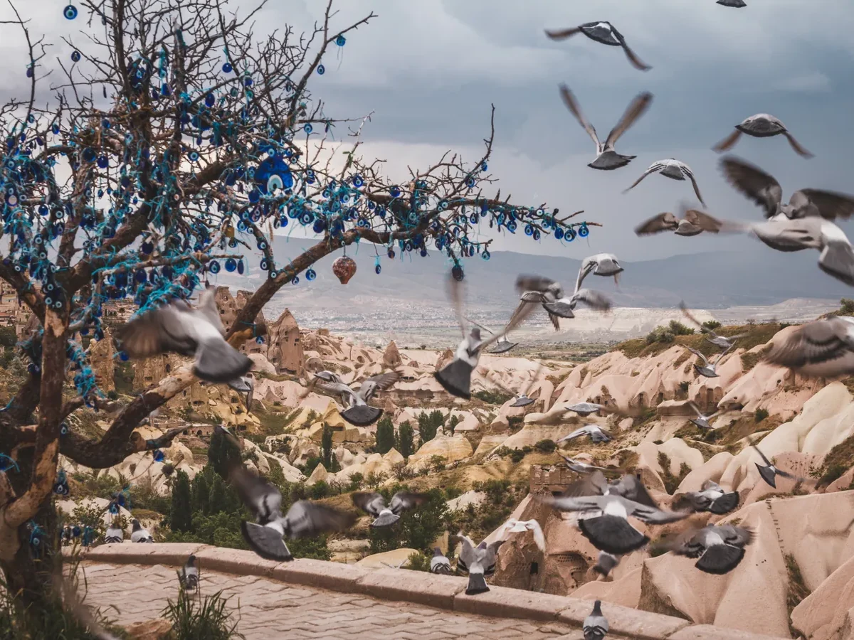 Pigeons flying around the wishing tree at Pigeon Valley during a private Cappadocia Green Tour